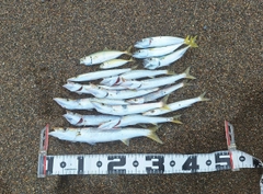 カマスの釣果