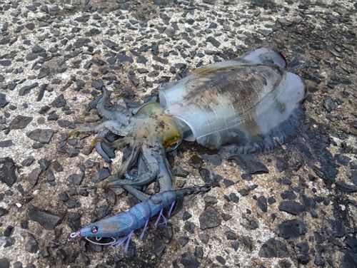アオリイカの釣果