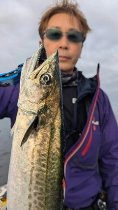 サゴシの釣果