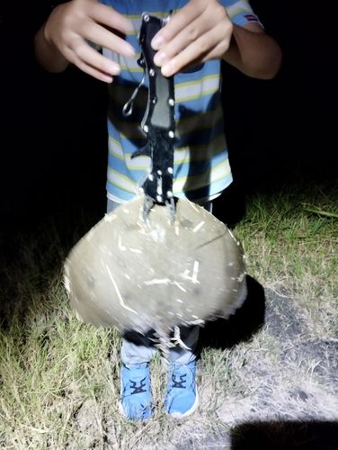 ツバクロエイの釣果
