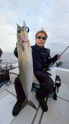 サゴシの釣果