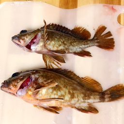 カサゴ