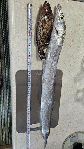 タチウオの釣果