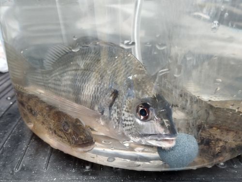 キビレの釣果
