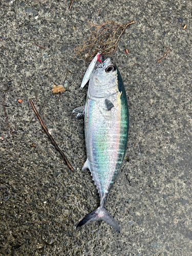 マグロの釣果