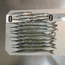 サヨリ