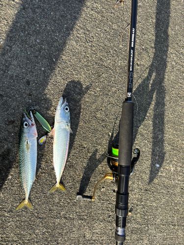 サバの釣果