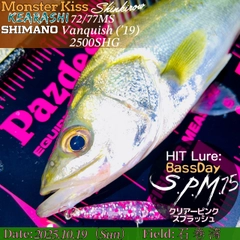 フッコ（マルスズキ）の釣果