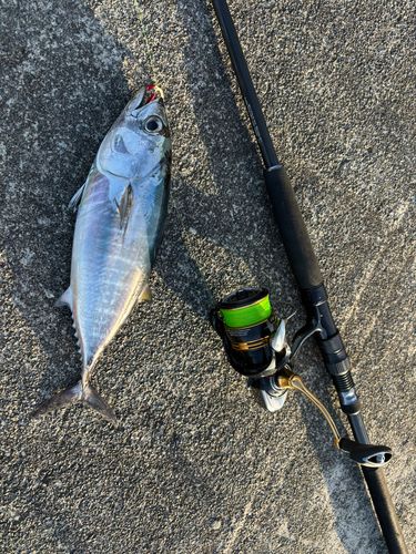 マグロの釣果
