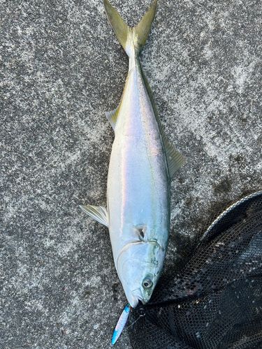 釜石湾