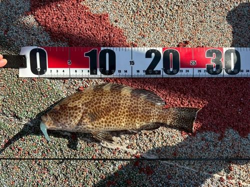 オオモンハタの釣果