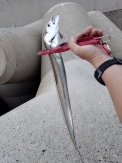 タチウオの釣果