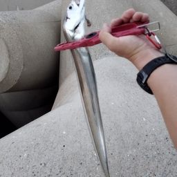 タチウオ