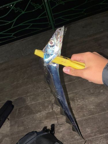 タチウオの釣果
