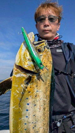 シイラの釣果