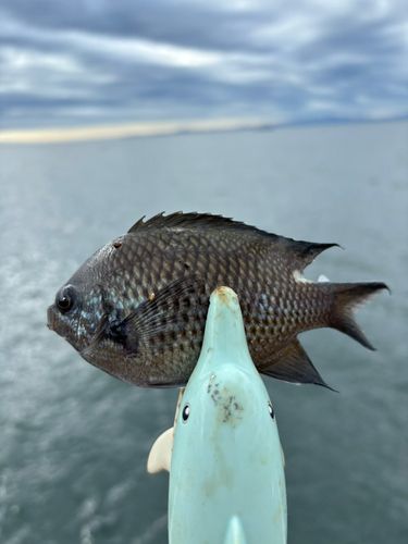 豊浜漁港