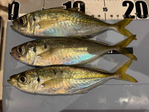アジの釣果