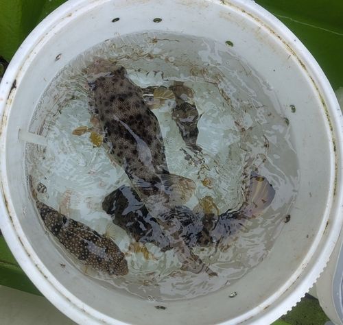 ヒガンフグの釣果