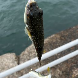 クサフグ