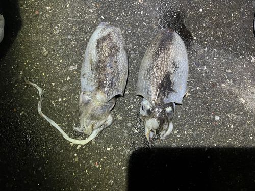 シリヤケイカの釣果