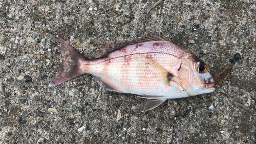 チャリコの釣果
