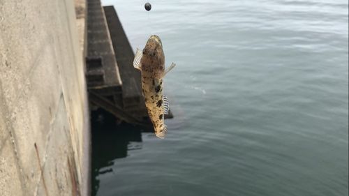 ウロハゼの釣果