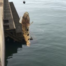 ウロハゼ