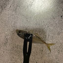 アジ