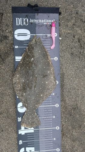 ヒラメの釣果