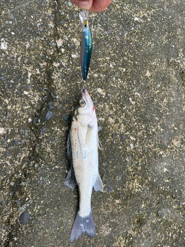 セイゴ（マルスズキ）の釣果