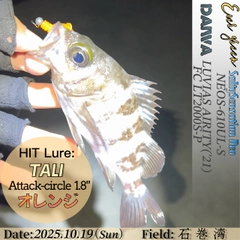 シロメバルの釣果