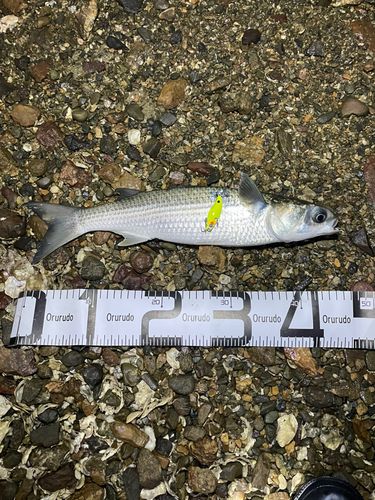 ボラの釣果