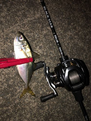ブリの釣果