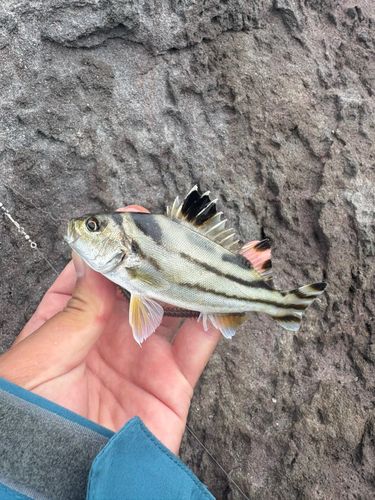 若洲海浜公園海釣り施設