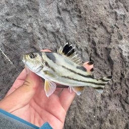 コトヒキ