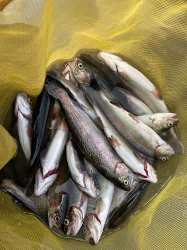 ニジマスの釣果