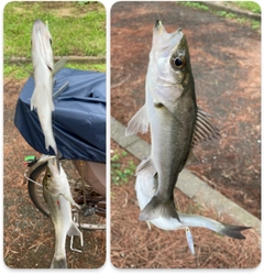 セイゴ（マルスズキ）の釣果