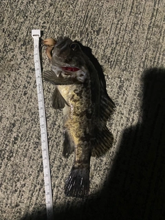 クロソイの釣果