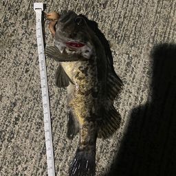 クロソイ