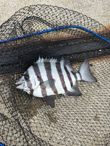 イシダイの釣果