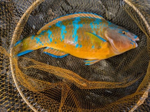 ヒブダイの釣果