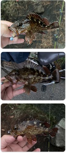カサゴの釣果