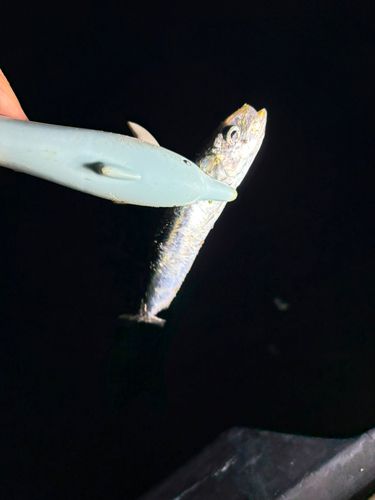 イワシの釣果
