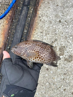 メジナの釣果