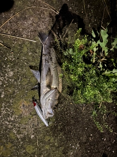 フッコ(マルスズキ)の釣果