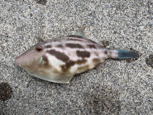 ウマヅラハギの釣果