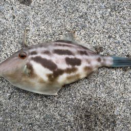 ウマヅラハギ