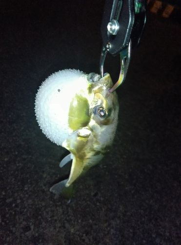 フグの釣果