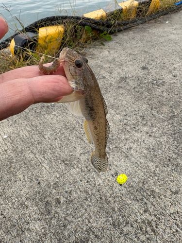 マハゼの釣果