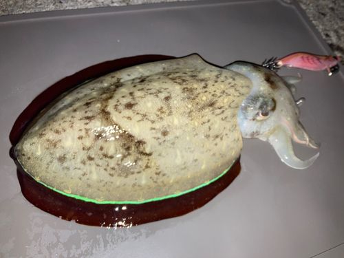 コウイカの釣果